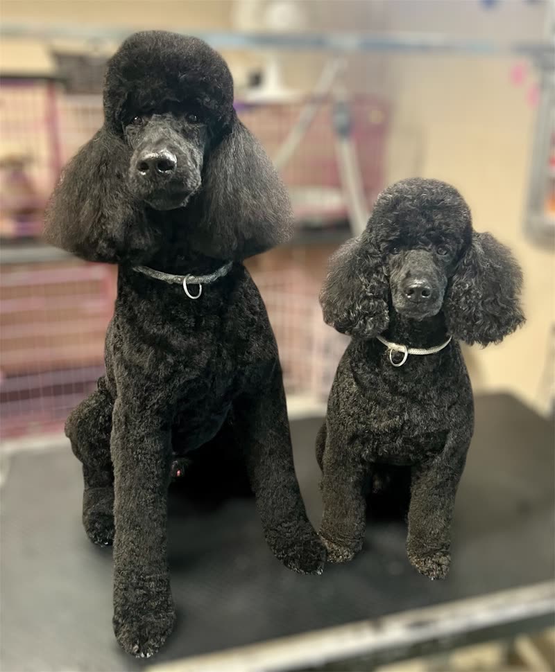 Two freshly groomed black standard poodles on the grooming table inside the Canine Cutz salon
