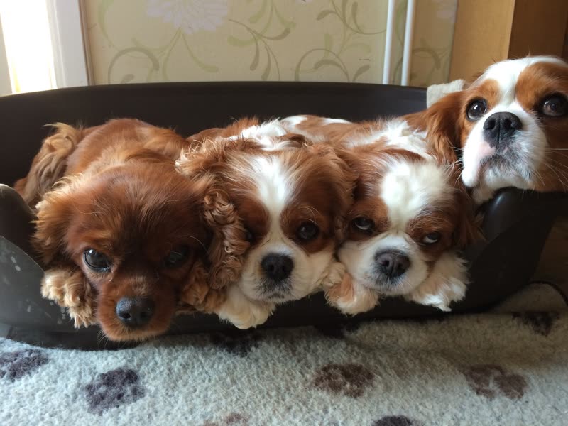 Three Cavalier King Charles Spaniels squeezed into one dog bed looking up at the camera