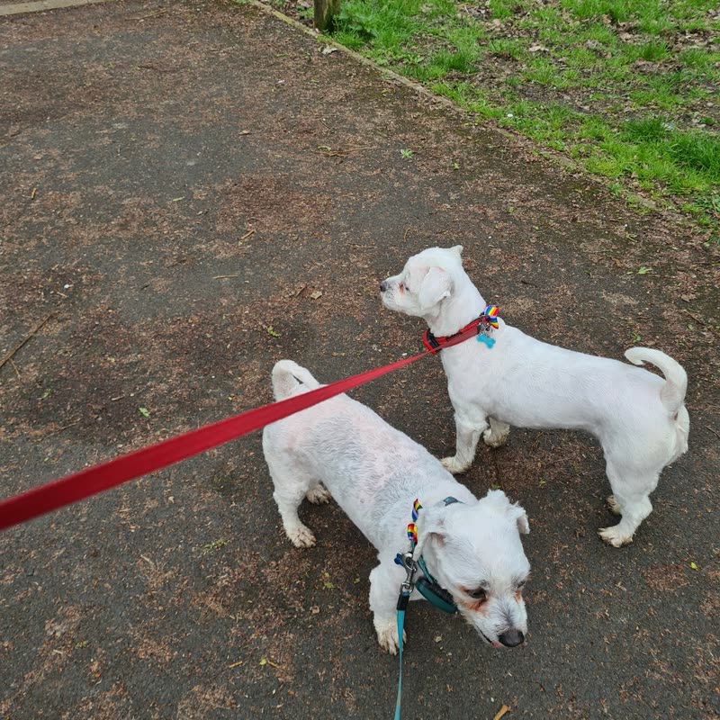 Two small West Highland terriers on red leads standing on a path, seen from above