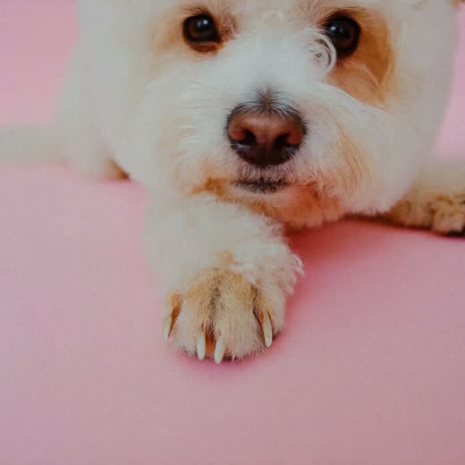 A small white dog's paw with neatly trimmed nails on a pastel surface
