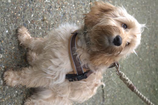 Scruffy cream cockapoo in a harness looking up before its groom
